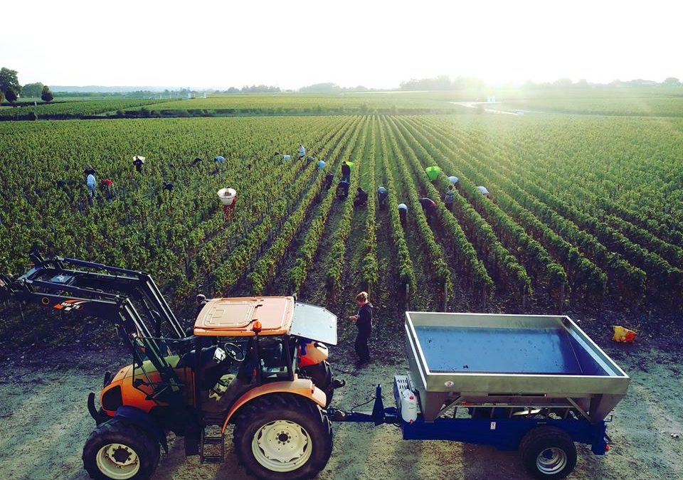 vendanges château Marquis de Terme